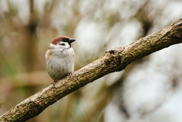 Garden Bird Fledglings